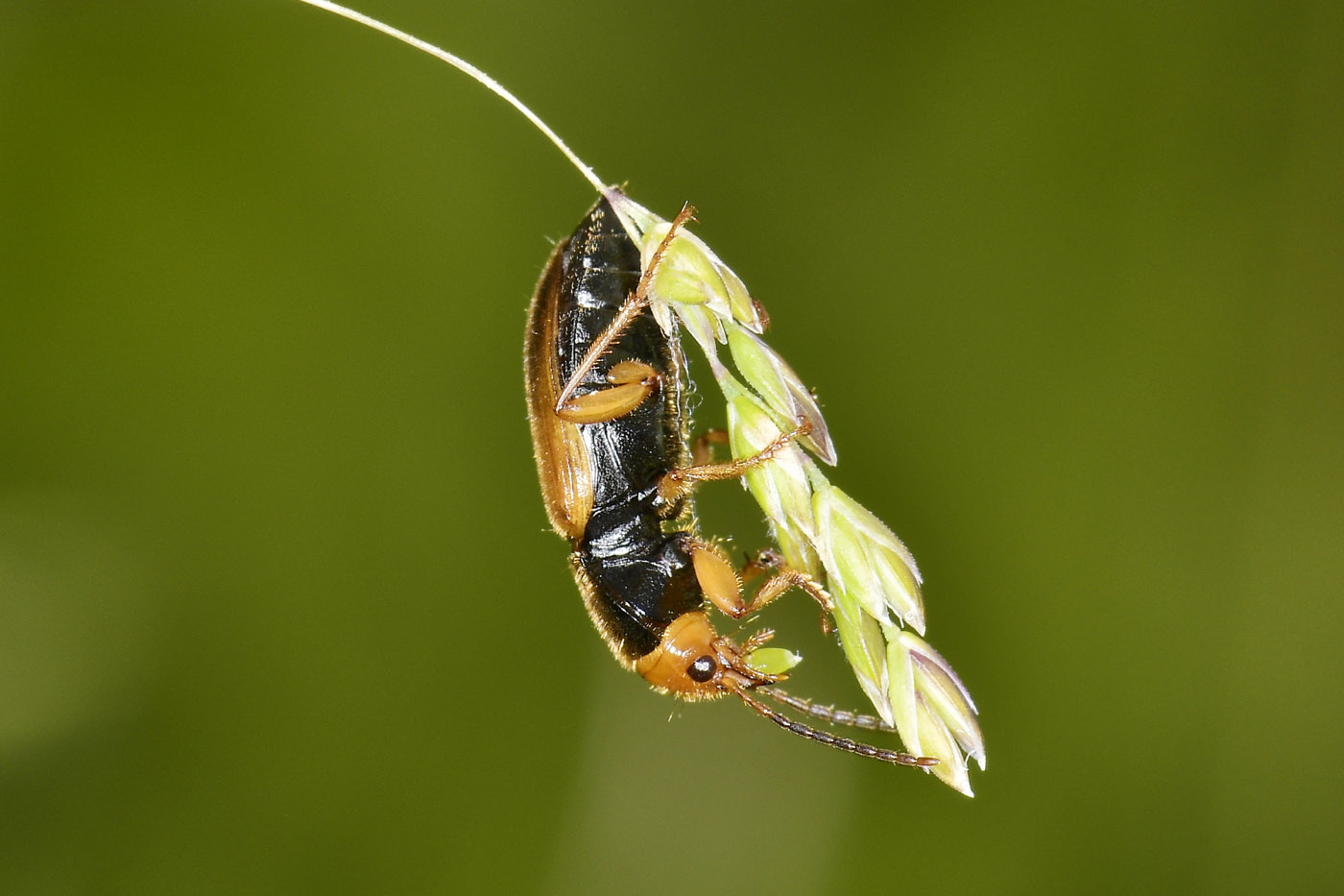Carabidae: Diachromus germanus?  S